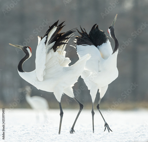 Konstfotografi Dancing Cranes