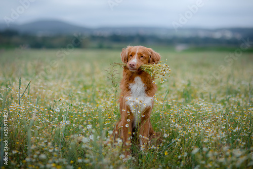 dog in the field in nature. pet in the spring for a walk, Nova Scotia Duck Tolling Retriever, Toller