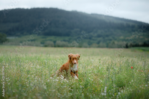 dog in the field in nature. pet in the spring for a walk, Nova Scotia Duck Tolling Retriever, Toller