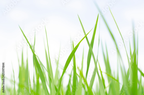 The green leafy shoots of the sapling of rice fields in the fields