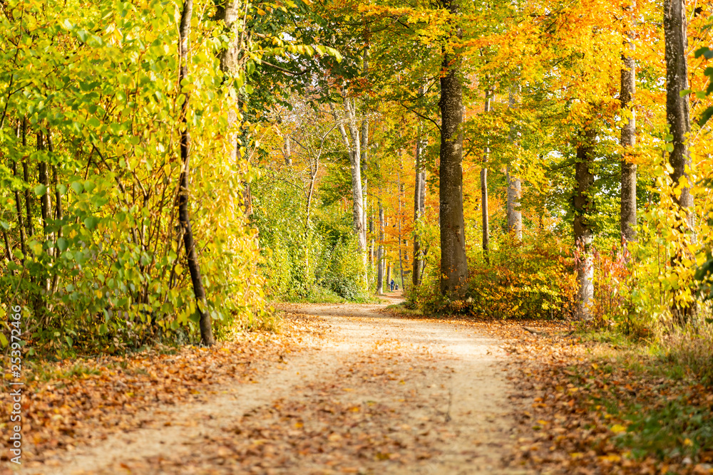 waldweg