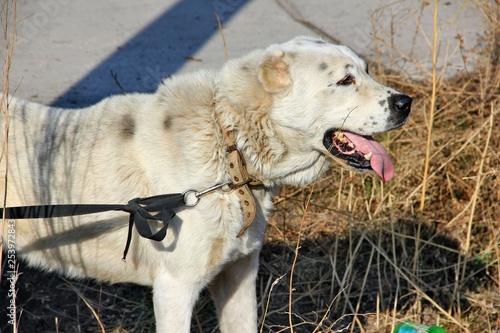 A close-up view of a central asian shepherd dog of white color on a blurred background among the bush