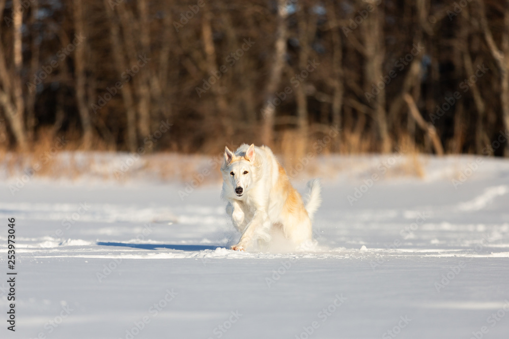 Funny and happy beige Russian borzoi dog running fast on the snow in the winter field Funny and happy beige Russian borzoi dog running fast on the snow in the winter field