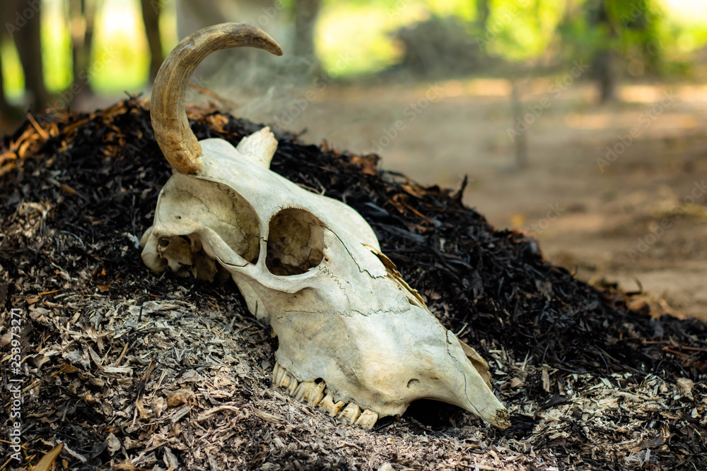 Cow horn or cow skull,as jewelry people often popular home