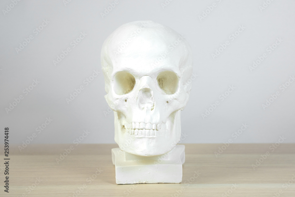 Obraz premium anatomical plaster skull, bust, sculpture on the light background on the table