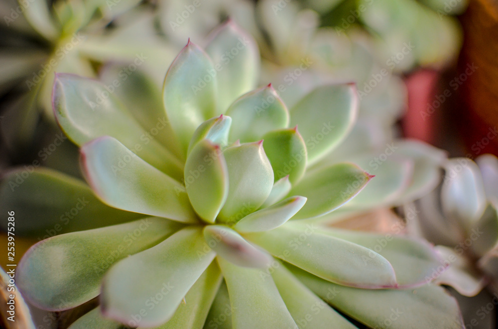 Mix of Pink and Green Flowering Echeveria Succulent House Plants Arrangement pot Background Mix of Pink and Green Flowering Echeveria Succulent House Plants Arrangement pot Background