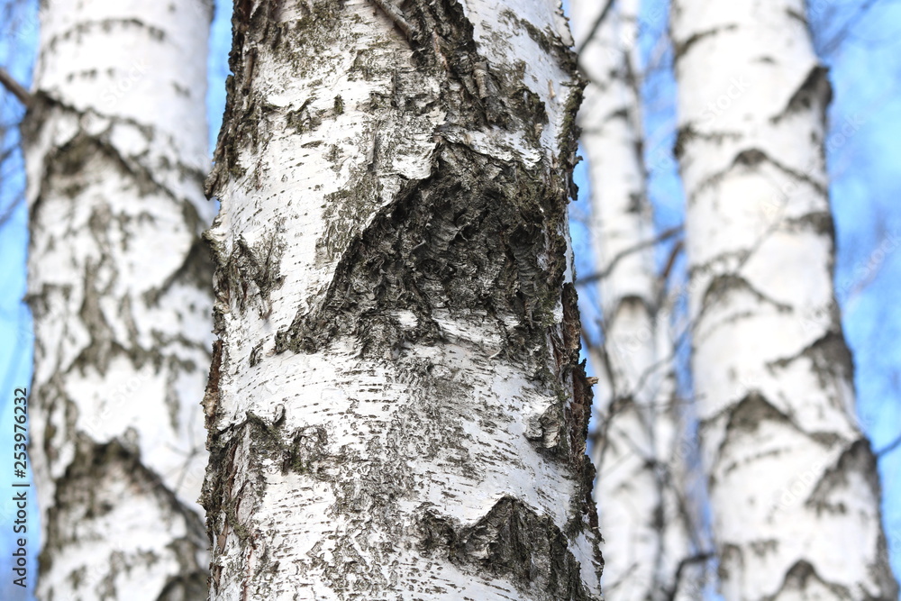 Obraz premium Black and white birch trees with birch bark in birch forest among other birches in winter