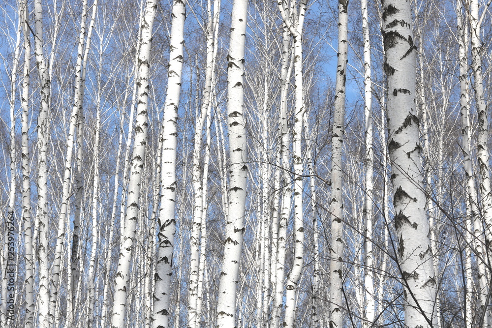 Fototapeta premium Black and white birch trees with birch bark in birch forest among other birches in winter