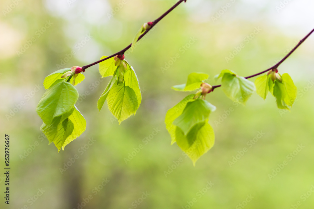 Green leaves on branch tree on spring nature bokeh background. Green leaves on branch tree on spring nature bokeh background.