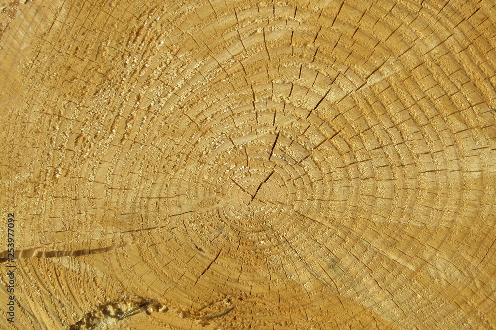 Fototapeta premium cut of a tree