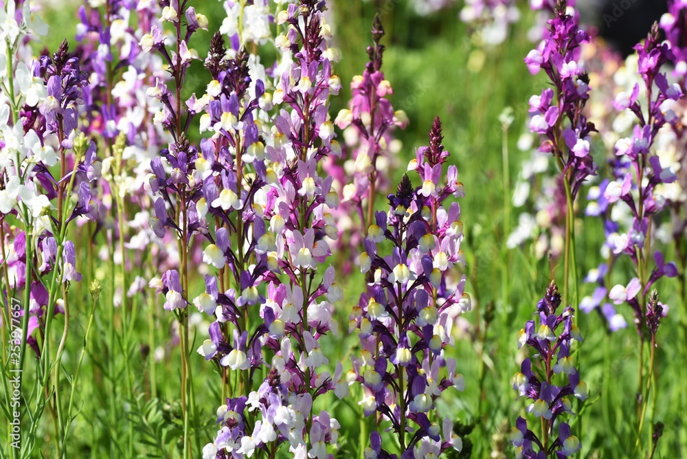 Fototapeta premium Linaria (Linaria bipartita) flowers