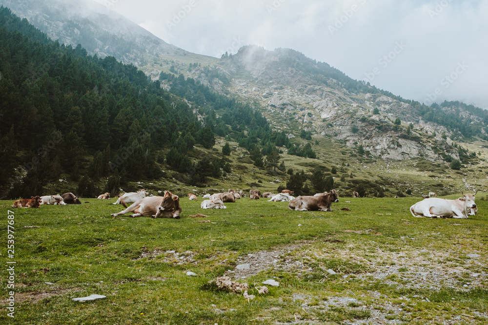 Naklejka premium Vacas en montaña