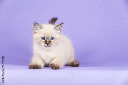 Beautiful Siberian kitten on purple
