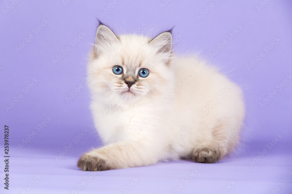 Beautiful playful kitten of pure bred Beautiful playful kitten of pure bred