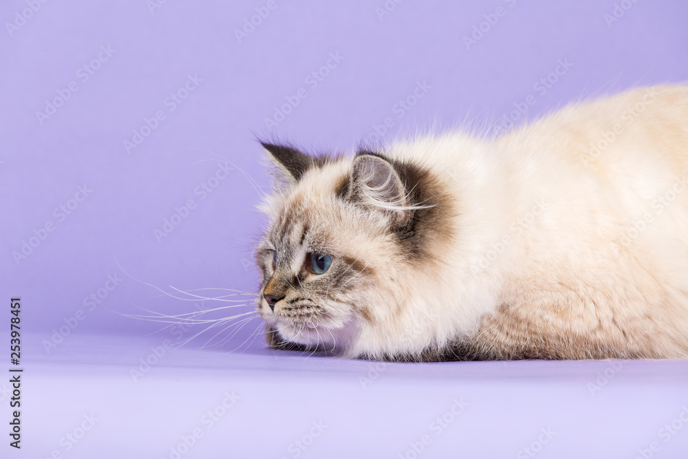 Amazing Siberian cat on purple