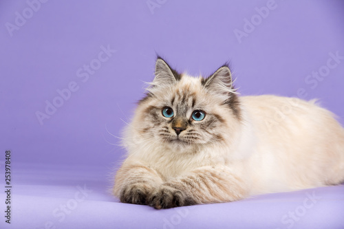 Amazing Siberian portrait cat on purple
