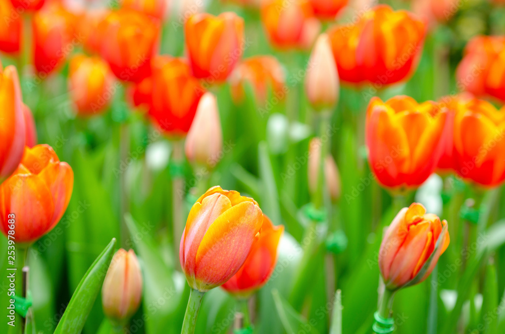Tulip flowers with blurred pattern background Tulip flowers with blurred pattern background