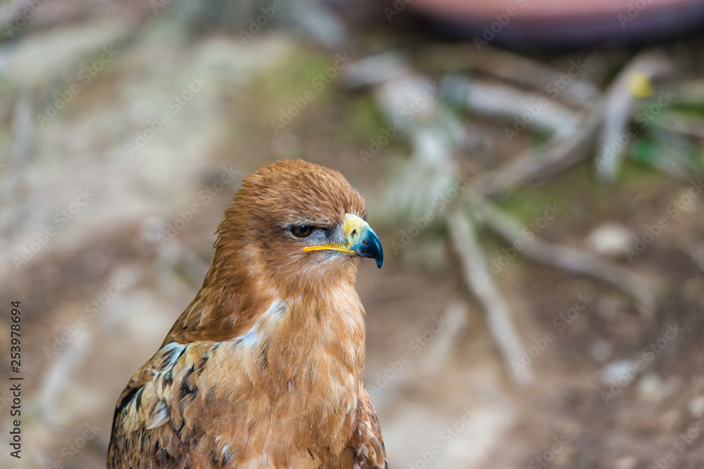 Fototapeta premium Headshot of an eagle
