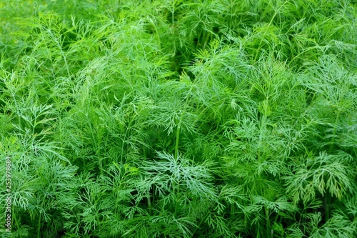 Fresh dill in the garden in summer close-up