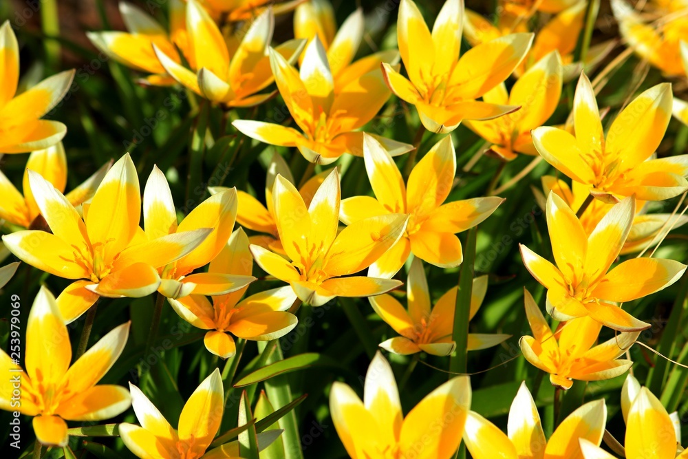 yellow spring flowers in the garden in sunny weather yellow spring flowers in the garden in sunny weather