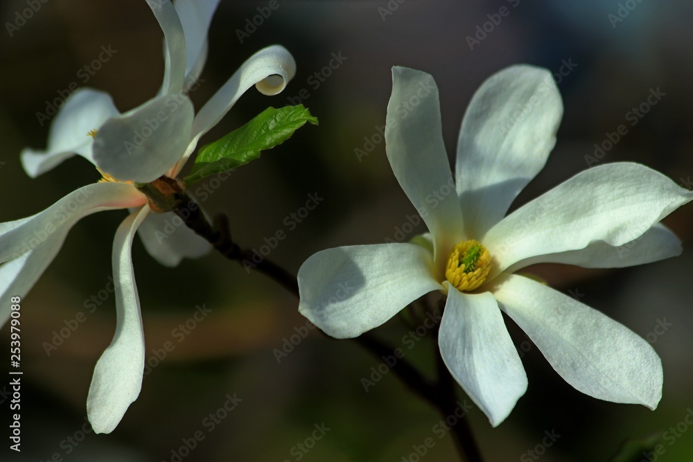Fototapeta premium branch Magnolia Kobus with two flowers close-up