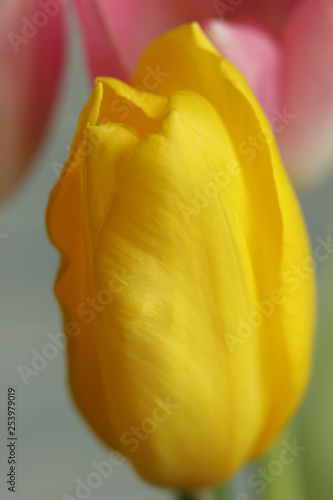 yellow Tulip in Bud close-up on colored blurred background