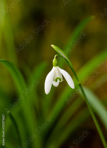 Isolated single wild fragile snowdrop, with blurred green background and space for copy.