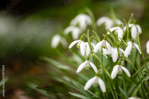 Cluster of beautiful fragile wild snowdrops, with blurred background, and space for copy.