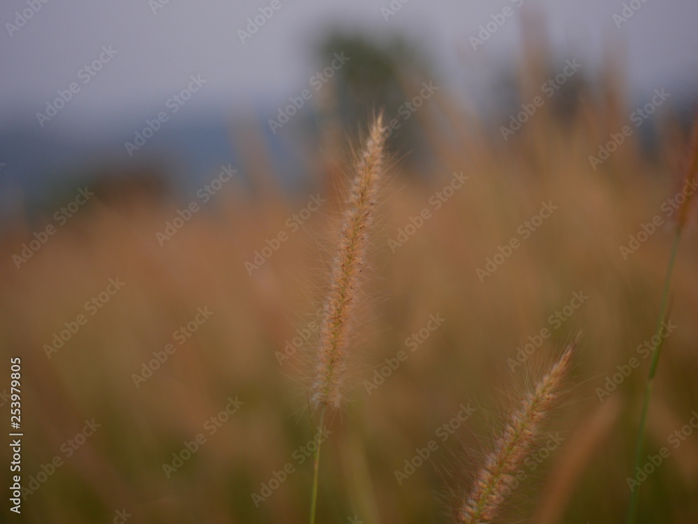 Obraz premium field of wheat summer background