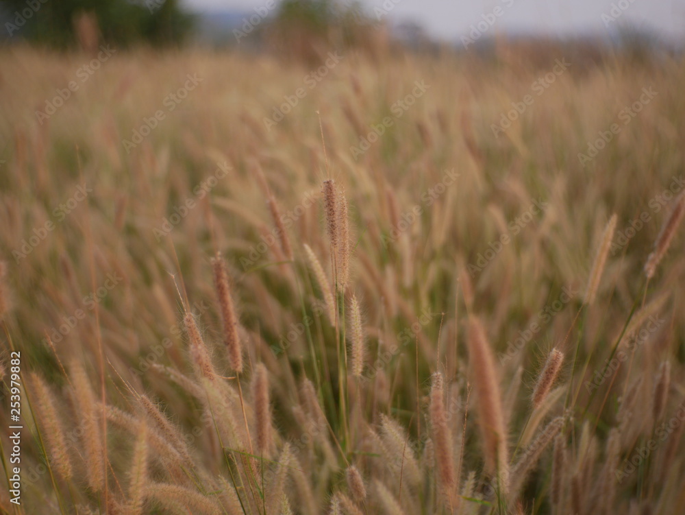 field of wheat summer background nature