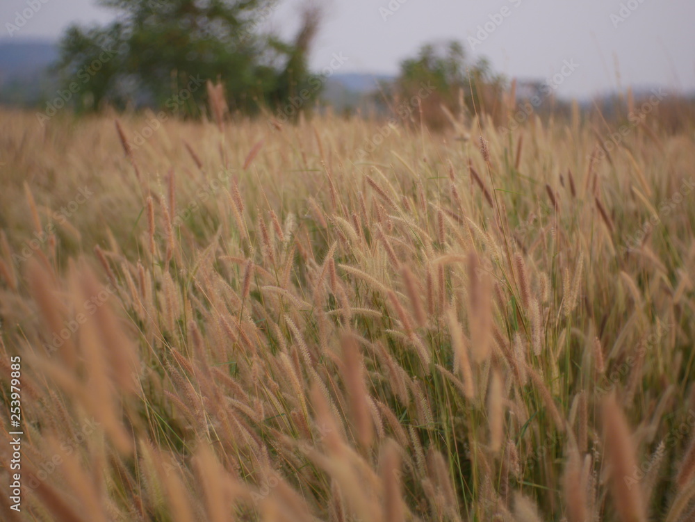 Obraz premium field of wheat summer background nature