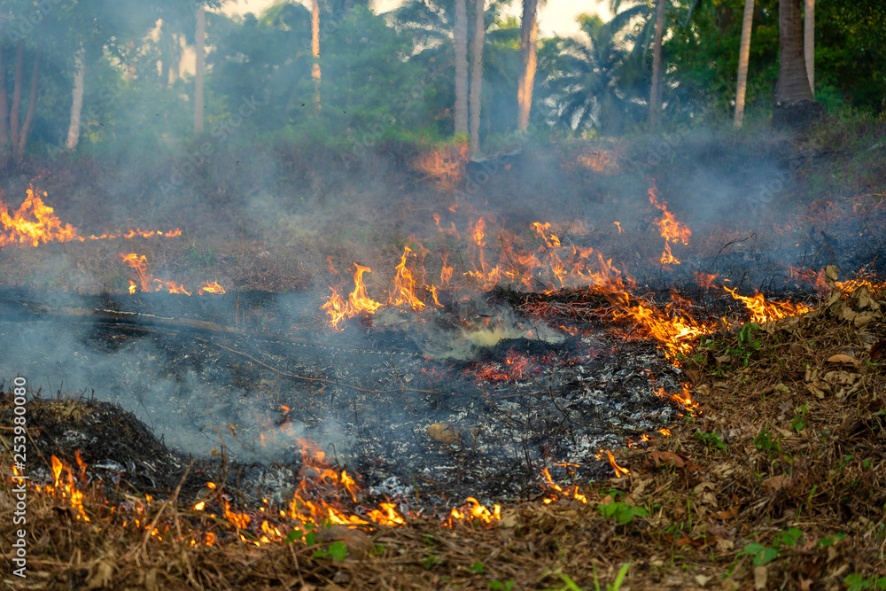 Bush fire in tropical forest in island Koh Phangan, Thailand, close up Bush fire in tropical forest in island Koh Phangan, Thailand, close up