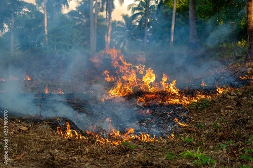 Bush fire in tropical forest in island Koh Phangan  Thailand  close up