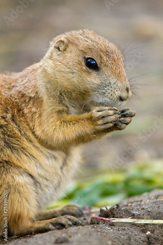 Schwarzschwanz-Präriehund (Cynomys ludovicianus)