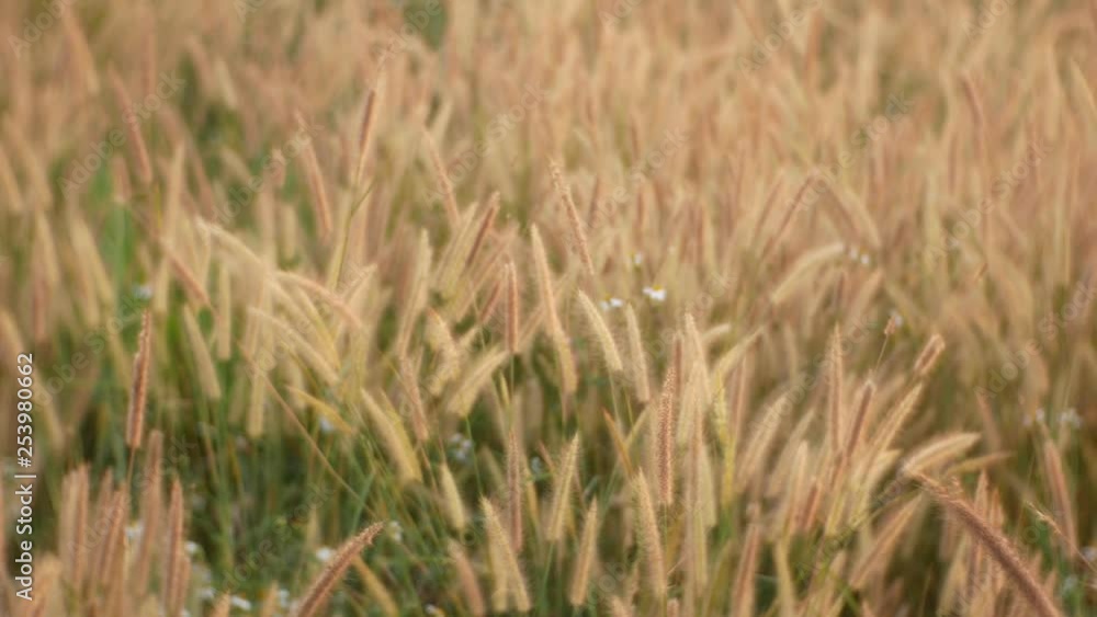 summer field of wheat nature background summer field of wheat nature background