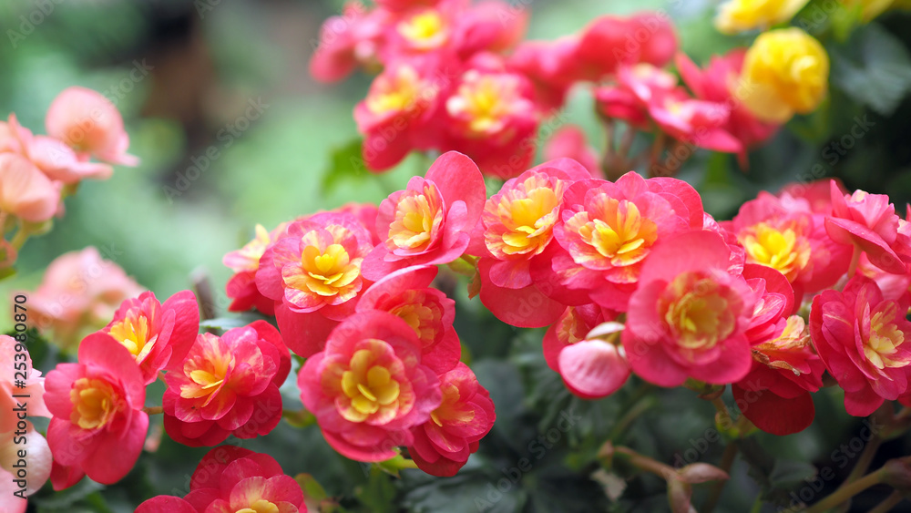 Beautiful red flower in nature. Landscape scenery and natural background. Beautiful red flower in nature. Landscape scenery and natural background.