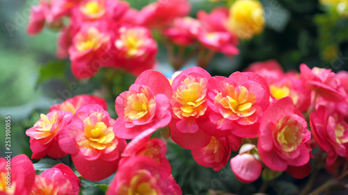Wallpaper Mural Beautiful red flower in nature. Landscape scenery and natural background. Torontodigital.ca