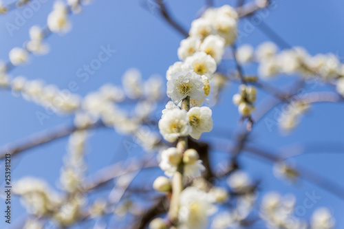 梅まつり　農業センター