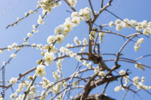 梅まつり　農業センター