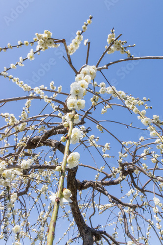 梅まつり　名古屋　農業センター