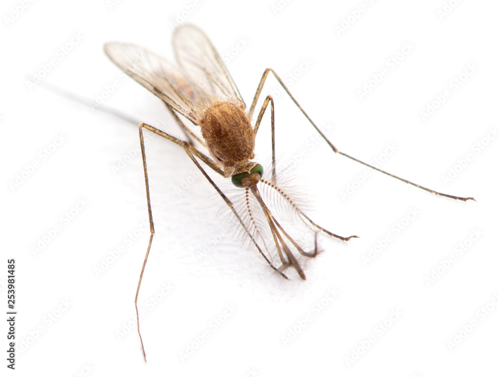 Supermacro of Mosquito isolated on white. Supermacro of Mosquito isolated on white.