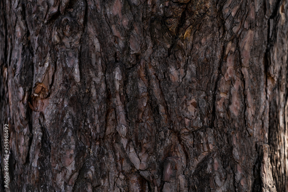 tree bark of a pine tree tree bark of a pine tree