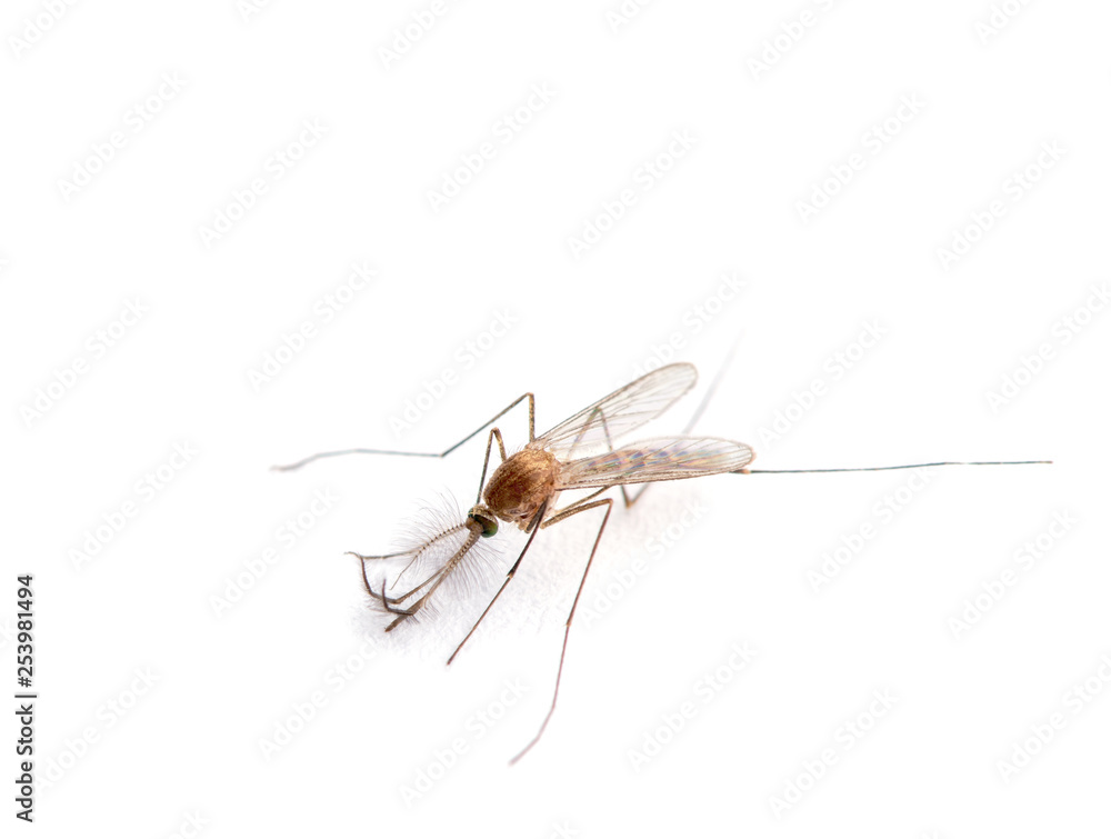 Supermacro of Mosquito isolated on white. Supermacro of Mosquito isolated on white.