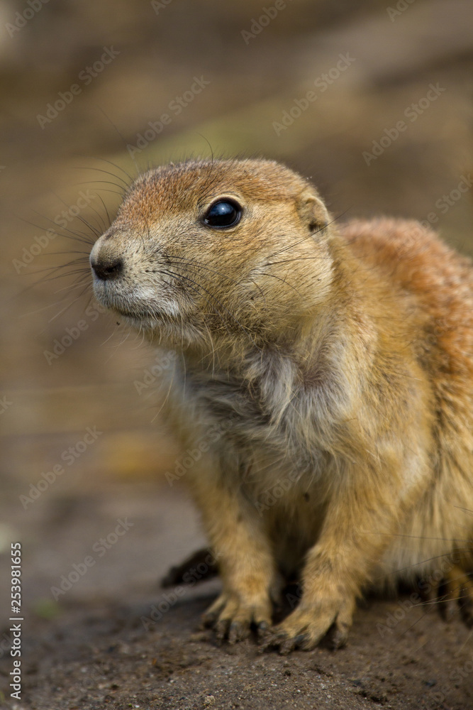 Schwarzschwanz-Präriehund (Cynomys ludovicianus) Schwarzschwanz-Präriehund (Cynomys ludovicianus)