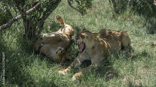 Lion roars in Maasai Mara National Park Kenya