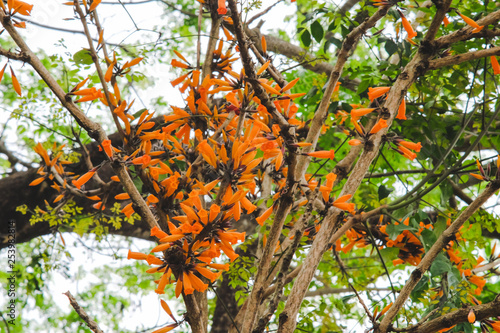 Orange Radermachera ignea flowers or Tree Jasmine in garden. photo