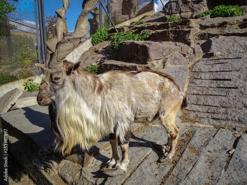 Portrait of a horned goat or markhor (Capra falconeri heptneri). The horns twisted by a spiral do it especially unique photo