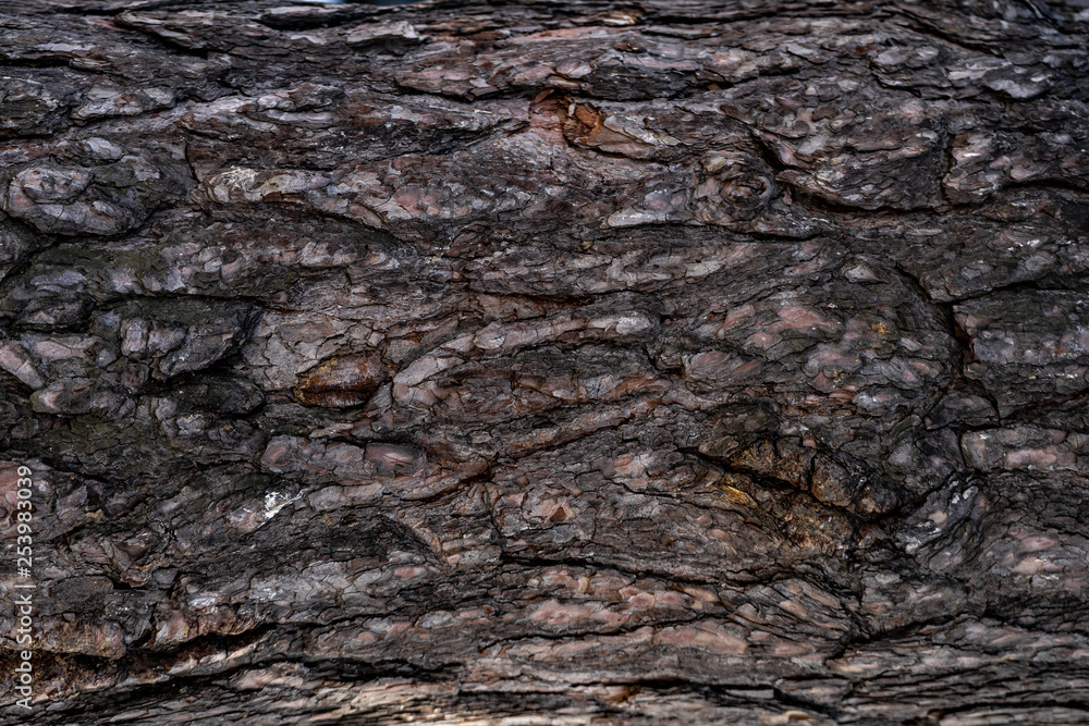 tree bark of a pine tree