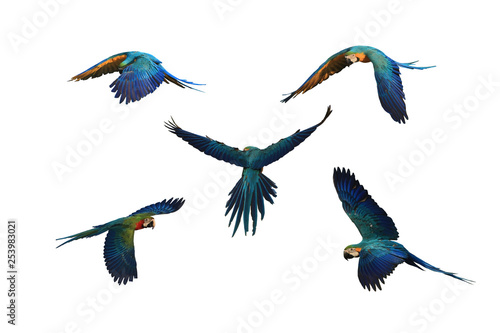 Macaw parrot with flying pattern, white background.
