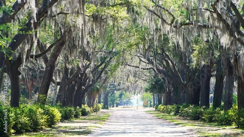 Empty street road landscape with oak trees and trail path in Savannah, Georgia famous Bonaventure cemetery with spanish moss swaying in wind photo